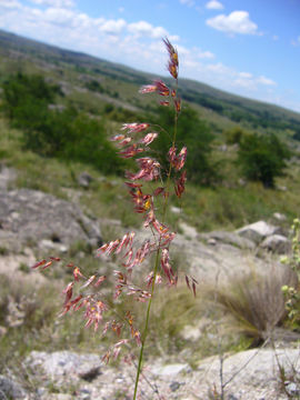 Image of Creeping Molasses Grass