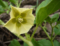 Physalis viscosa L. resmi