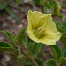 Слика од Physalis viscosa L.