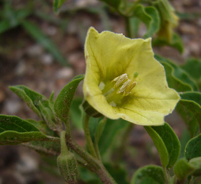 Image of starhair groundcherry