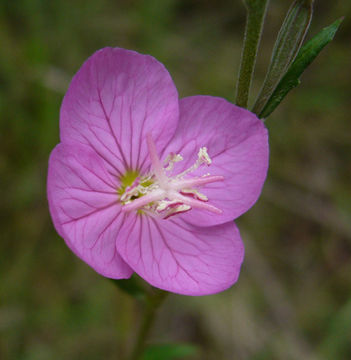 Imagem de Oenothera rosea Aiton