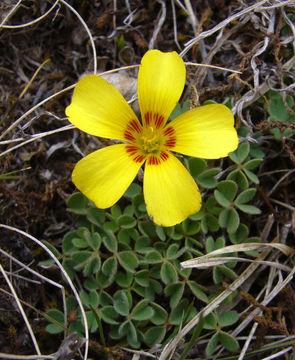 Image of Oxalis conorrhiza (Feullée) Jacquin