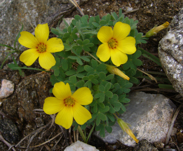 Sivun Oxalis conorrhiza (Feullée) Jacquin kuva