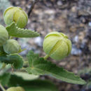 Image of Pavonia aurigloba Krapov. & Cristobal