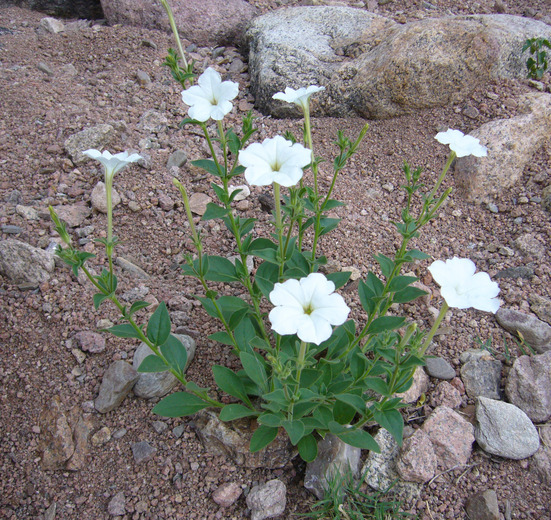 large white petunia - Encyclopedia of Life