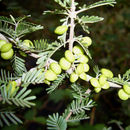 Image of Porlieria microphylla (Baillon) Descole, O'Donell & Lourteig