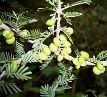 Image of Porlieria microphylla (Baillon) Descole, O'Donell & Lourteig