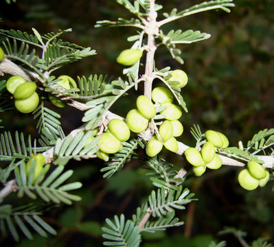 Sivun Porlieria microphylla (Baillon) Descole, O'Donell & Lourteig kuva