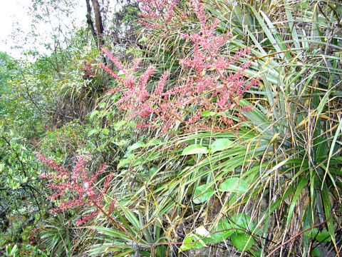 Puya spathacea (Griseb.) Mez的圖片