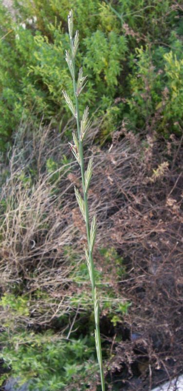 Image of perennial ryegrass