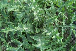 Image of Illyrian cottonthistle