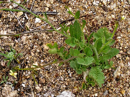 Image of Asian mustard