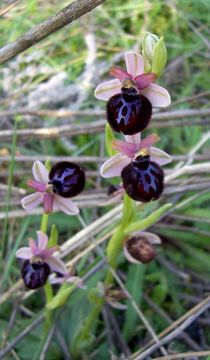 Image of Ophrys sphegodes subsp. sipontensis (Kreutz) H. A. Pedersen & Faurh.