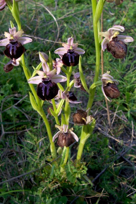 Image of Ophrys sphegodes subsp. sipontensis (Kreutz) H. A. Pedersen & Faurh.