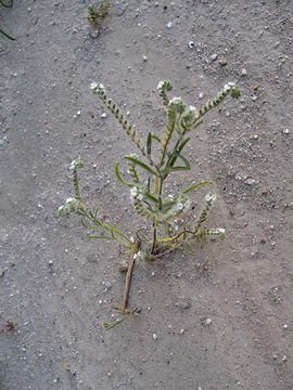 صورة Cryptantha angustifolia (Torr.) Greene