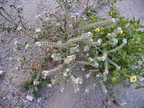 Image of Panamint cryptantha