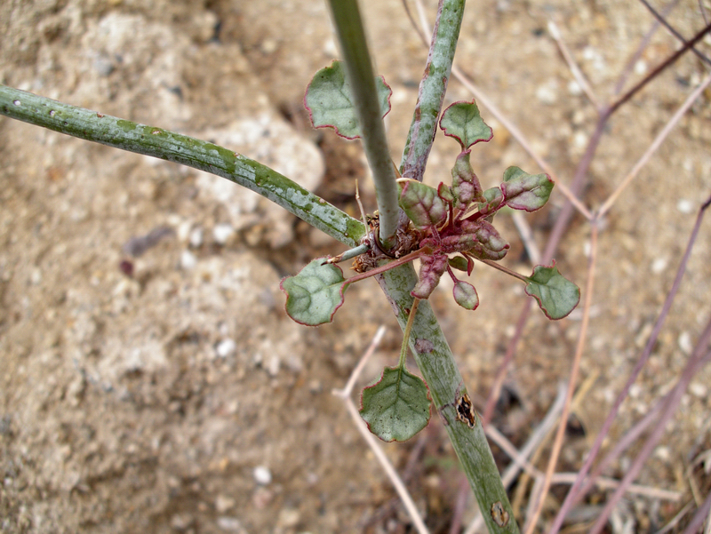 Image of Thomas' buckwheat