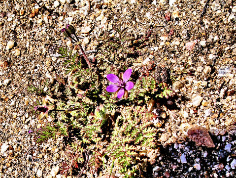 Imagem de Erodium cicutarium (L.) L'Her.