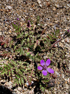 Image of Common Stork's-bill