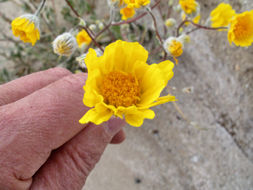 Image of hairy desertsunflower