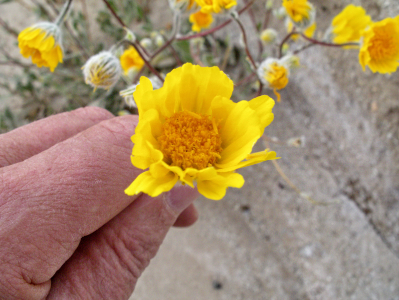 Image of hairy desertsunflower