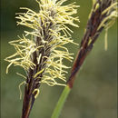 Image of Carex pilosa Scop.