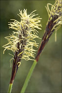 Image of Carex pilosa Scop.