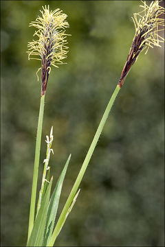 Image of Carex pilosa Scop.