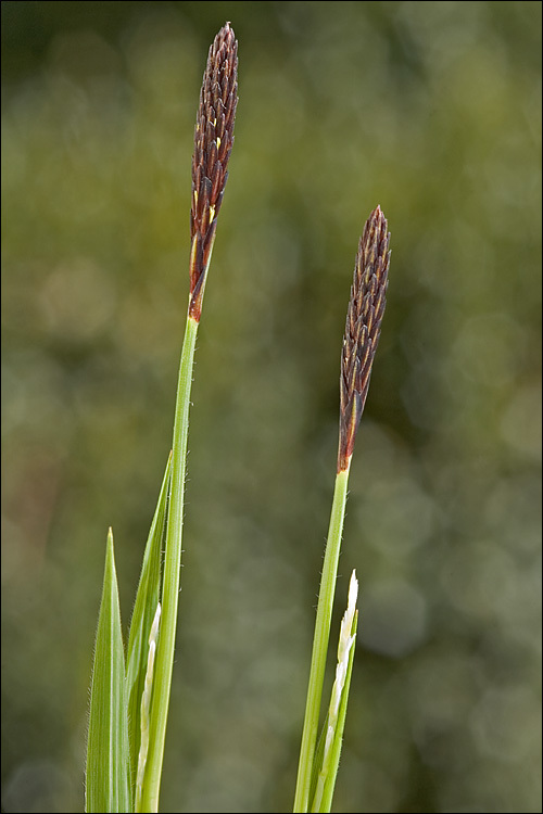 Image of Carex pilosa Scop.