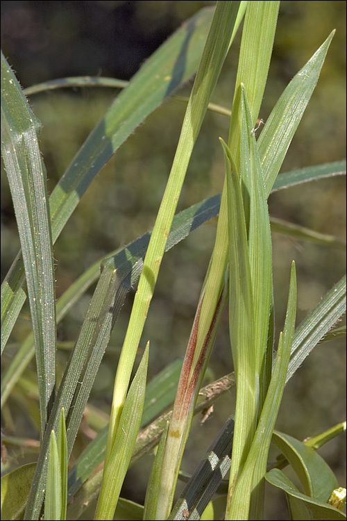 Image of Carex pilosa Scop.