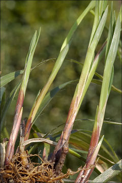 Image of Carex pilosa Scop.