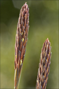 Image of Carex pilosa Scop.