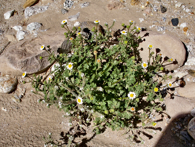 Image of Emory's rockdaisy