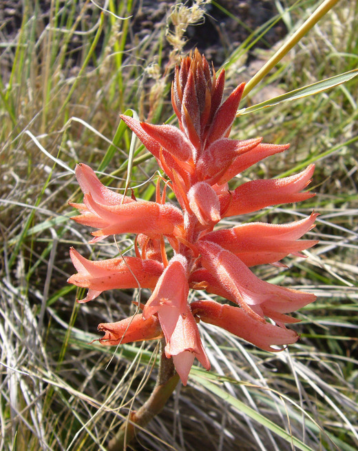 Imagem de Sacoila lanceolata (Aubl.) Garay