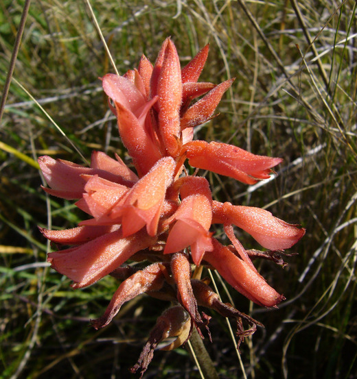 Imagem de Sacoila lanceolata (Aubl.) Garay