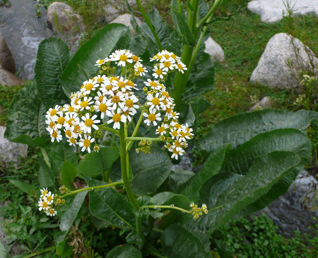 Image of Senecio bonariensis Hook. & Arn.