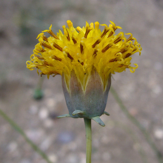 Image of Hopi tea greenthread