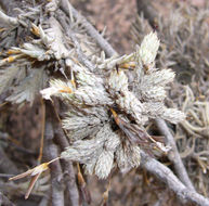 Image of Tillandsia bryoides Griseb. ex Baker