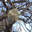 Sivun Tillandsia capillaris Ruiz & Pav. kuva