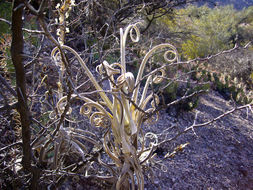 Image of Tillandsia duratii var. duratii