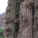 Image of Tillandsia xiphioides var. xiphioides