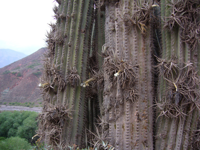 صورة Tillandsia xiphioides var. xiphioides