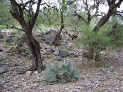 Image of Trithrinax campestris (Burmeist.) Drude & Griseb.