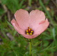 Image of Turnera sidoides subsp. pinnatifida (Juss. ex Poir.) M. M. Arbo