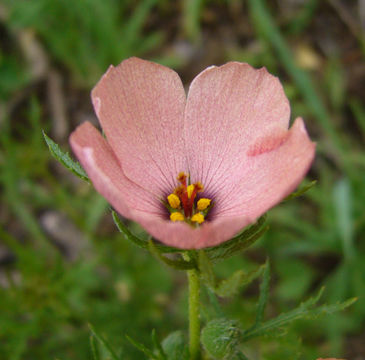 Sivun Turnera sidoides subsp. pinnatifida (Juss. ex Poir.) M. M. Arbo kuva