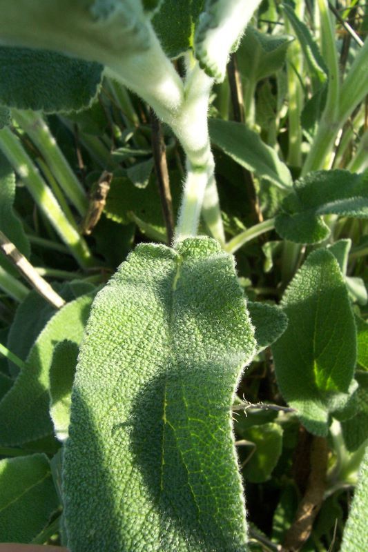 Слика од Stachys germanica L.