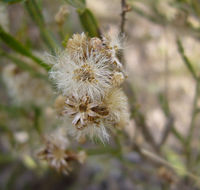 Image of Baccharis articulata (Lam.) Pers.