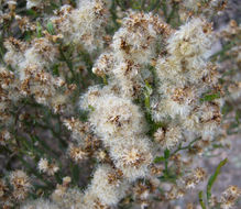 Image of Baccharis articulata (Lam.) Pers.