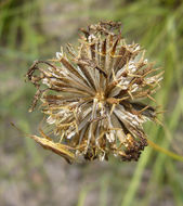 Image de Thelesperma megapotamicum (Spreng.) Herter