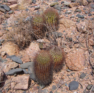 Image of <i>Acanthocalycium thionanthum</i>